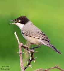 Image result for Sylvia hortensis