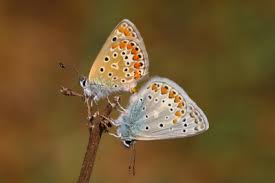 Attēlu rezultāti vaicājumam “Polyommatus icarus male”