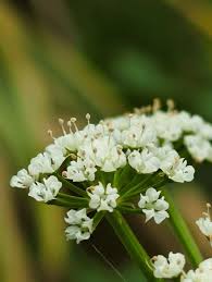 Attēlu rezultāti vaicājumam “Berula erecta leaf”