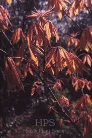 Attēlu rezultāti vaicājumam “Aesculus x neglecta”