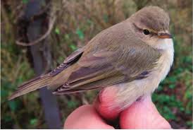 Attēlu rezultāti vaicājumam “Phylloscopus collybita”