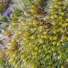 Attēlu rezultāti vaicājumam “Pleuridium subulatum”