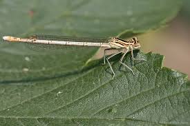 Attēlu rezultāti vaicājumam “Platycnemis pennipes”