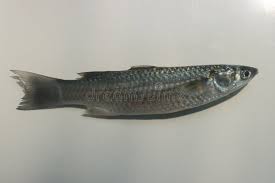 Image result for Crenimugil seheli