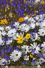 Image result for Dimorphotheca pluvialis