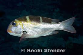 Image result for Monotaxis grandoculis