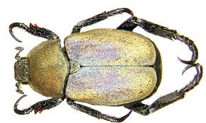 Attēlu rezultāti vaicājumam “Hoplia parvula imago”