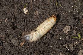 Attēlu rezultāti vaicājumam “Cetonia aurata imago”