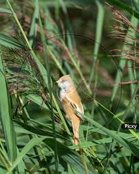 Attēlu rezultāti vaicājumam “Panurus biarmicus female”