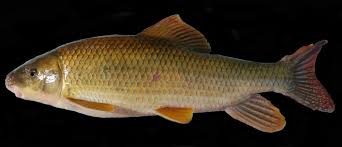 Image result for Moxostoma macrolepidotum