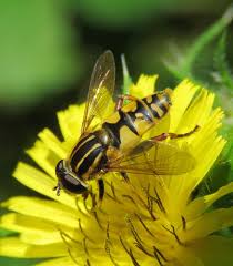 Attēlu rezultāti vaicājumam “Helophilus pendulus”