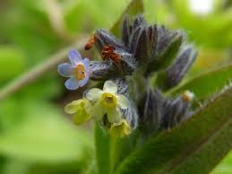 Attēlu rezultāti vaicājumam “Boraginaceae”