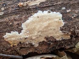 Attēlu rezultāti vaicājumam “Antrodiella semisupina”