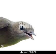 Attēlu rezultāti vaicājumam “Hippolais caligata adult”