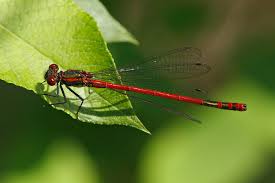 Attēlu rezultāti vaicājumam “Pyrrhosoma nymphula”