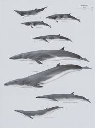Image result for Balaenoptera borealis