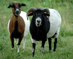 Attēlu rezultāti vaicājumam “Ovis aries juvenile”