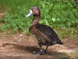 Image result for Aythya fuligula