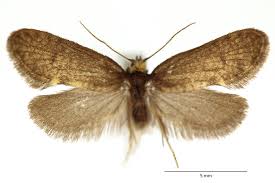 Attēlu rezultāti vaicājumam “Taleporia tubulosa”