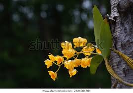 Attēlu rezultāti vaicājumam “Chrysotoxum sp.”