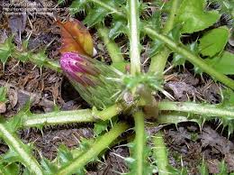 Attēlu rezultāti vaicājumam “Cirsium acaule flower”