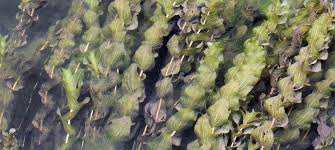 Attēlu rezultāti vaicājumam “Potamogeton perfoliatus fruit”
