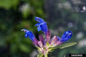 Attēlu rezultāti vaicājumam “Dracocephalum ruyschiana”