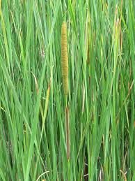 Attēlu rezultāti vaicājumam “Typha angustifolia  leaf”