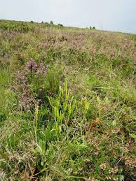 Attēlu rezultāti vaicājumam “Lycopodium dubium”