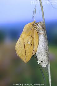 Attēlu rezultāti vaicājumam “Euthrix potatoria”