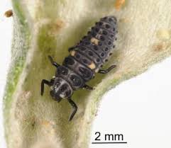 Attēlu rezultāti vaicājumam “Adalia bipunctata”