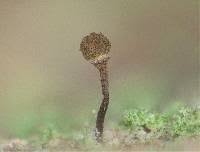 Attēlu rezultāti vaicājumam “Chaenotheca ferruginea”