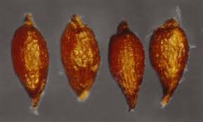 Attēlu rezultāti vaicājumam “Juncus alpinoarticulatus leaf”