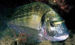 Image result for Sparus aurata