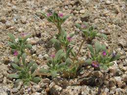 Attēlu rezultāti vaicājumam “Dianema depressum”