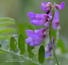 Attēlu rezultāti vaicājumam “Vicia cracca flower”