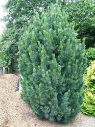 Image result for Pinus cembra