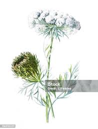 Attēlu rezultāti vaicājumam “Daucus sativus flower”