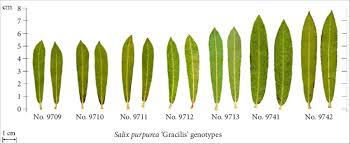 Attēlu rezultāti vaicājumam “Salix purpurea leaf”