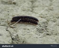 Attēlu rezultāti vaicājumam “Ommatoiulus sabulosus aimatopodus”