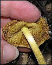 Attēlu rezultāti vaicājumam “Bolbitius vitellinus”