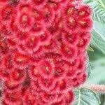 Attēlu rezultāti vaicājumam “Rhus typhina flower”