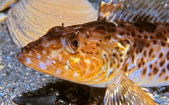 Image result for Ophiodon elongatus