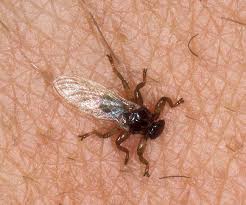 Attēlu rezultāti vaicājumam “Lipoptena cervi”