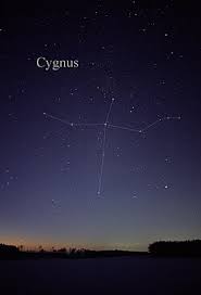 Image result for Cygnus cygnus