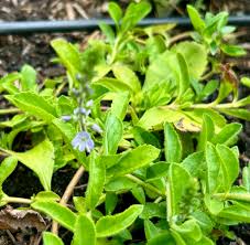 Attēlu rezultāti vaicājumam “Veronica officinalis leaf”