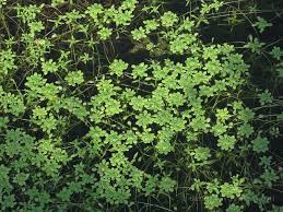 Attēlu rezultāti vaicājumam “Callitriche cophocarpa”