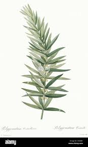 Attēlu rezultāti vaicājumam “Polygonatum verticillatum leaf”