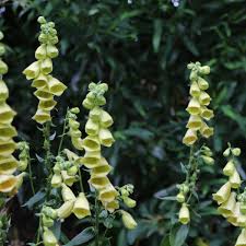 Image result for Digitalis grandiflora