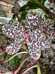 Attēlu rezultāti vaicājumam “Taxiphyllum wissgrillii”